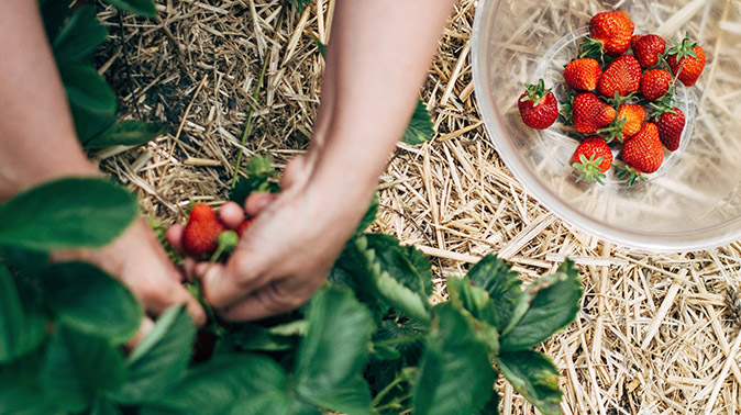 5 Best Places To Pick Berries