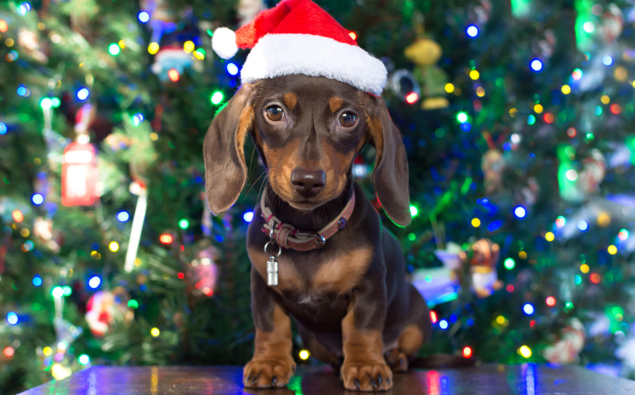 Christmas hat book