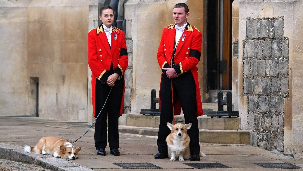 Queen Elizabeth's beloved corgis welcome her home to her final resting ...